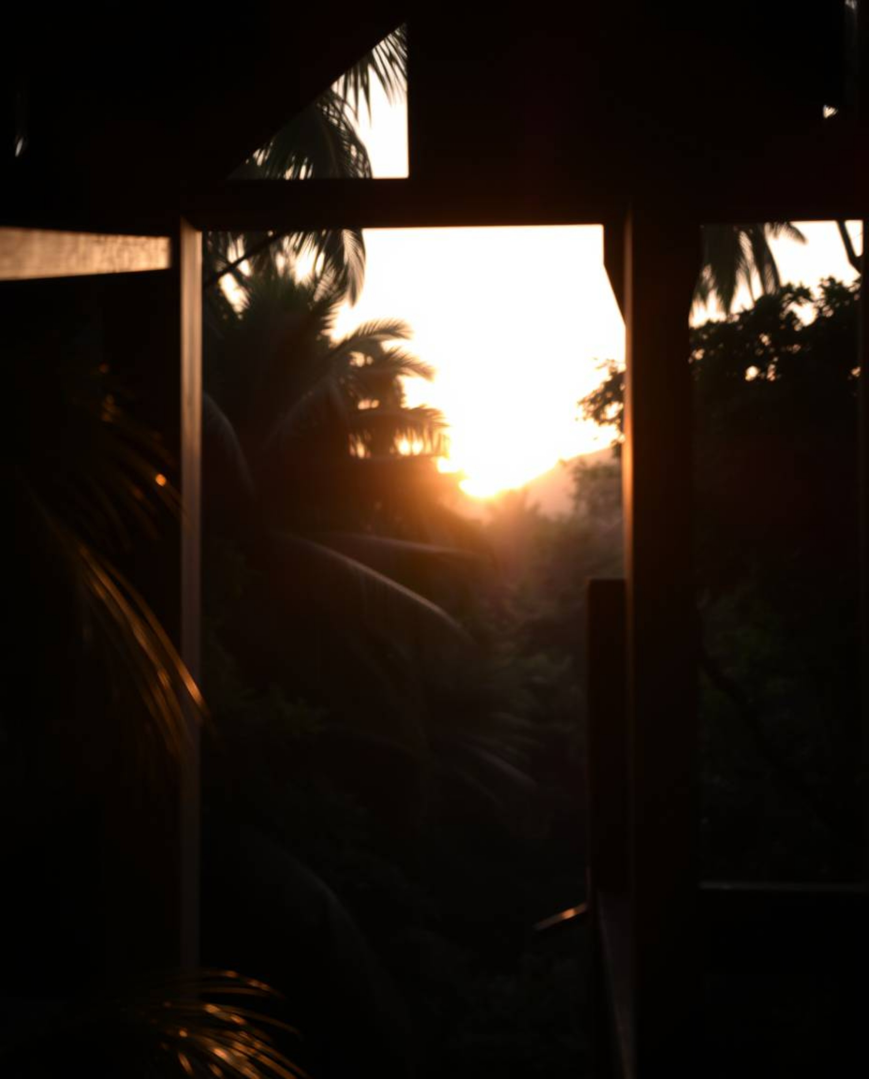 A precise architectural color photograph of a sunset through a dense jungle canopy, featuring sharp lines, detailed structure