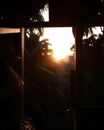 A precise architectural color photograph of a sunset through a dense jungle canopy, featuring sharp lines, detailed structure