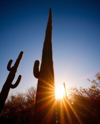 A dramatic low-angle perspective captures a desert cactus glowing in the last rays of the sun. This powerful shot is designed