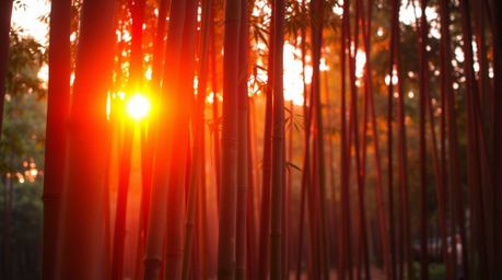 A serene bamboo forest is bathed in the gentle, warm light of a setting sun, creating a captivating scene filled with vibrant