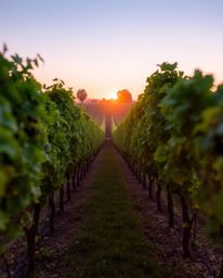 Capture the enchanting beauty of a vineyard at sunset through a stunning long exposure photograph. This image is defined by i