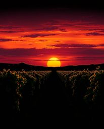 This striking illustration captures a sunset over a vineyard, defined by its dramatic use of chiaroscuro lighting. The strong