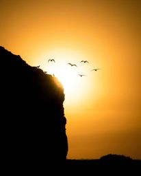 This is a dramatic, low-angle perspective shot capturing a sunset over a coastal cliff with soaring birds. With the light sou