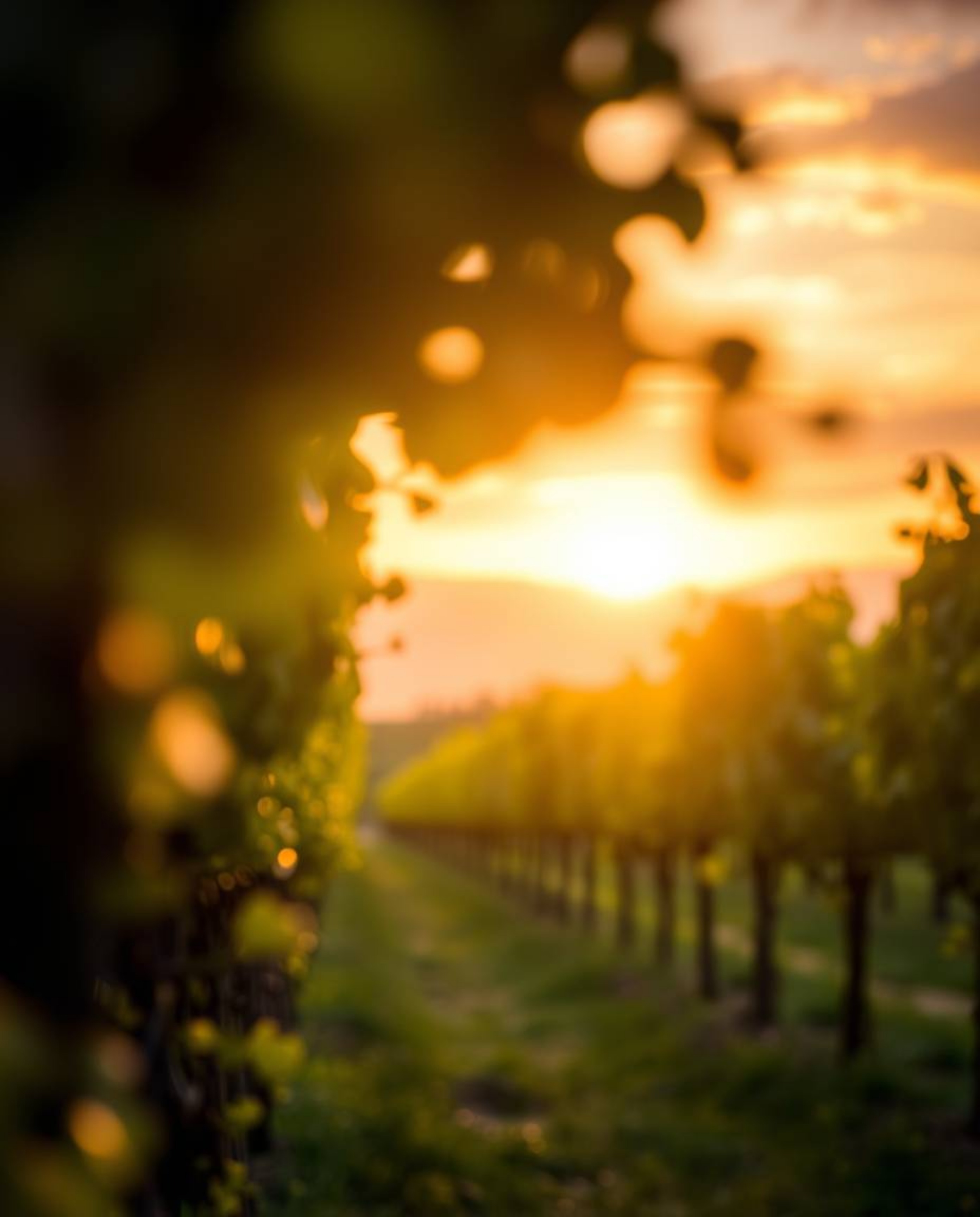 Immerse yourself in a dreamlike and surreal depiction of a vineyard sunset, characterized by a beautiful blurred bokeh effect