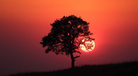 A captivating image of a lone tree silhouetted against a vibrant, fiery sunset. The scene evokes a dreamlike atmosphere with 