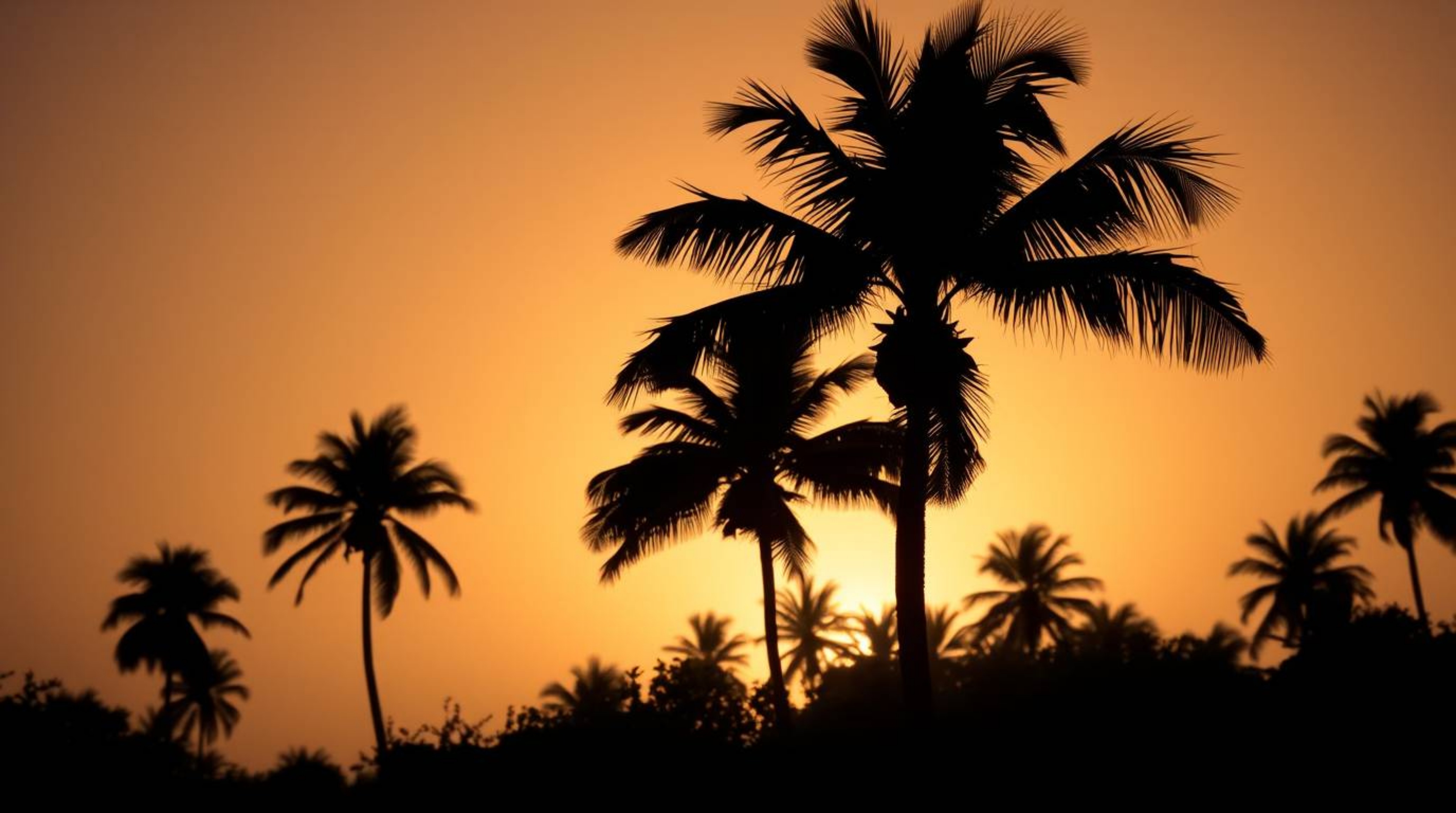 Capture the essence of a tropical paradise with this stunning sunset image featuring silhouetted palm trees swaying gracefull