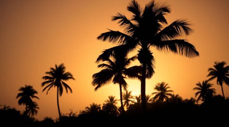 Capture the essence of a tropical paradise with this stunning sunset image featuring silhouetted palm trees swaying gracefull
