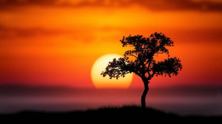 A stunning image capturing a lone tree silhouetted against a fiery sunset. The use of a blurred bokeh effect creates a soft b