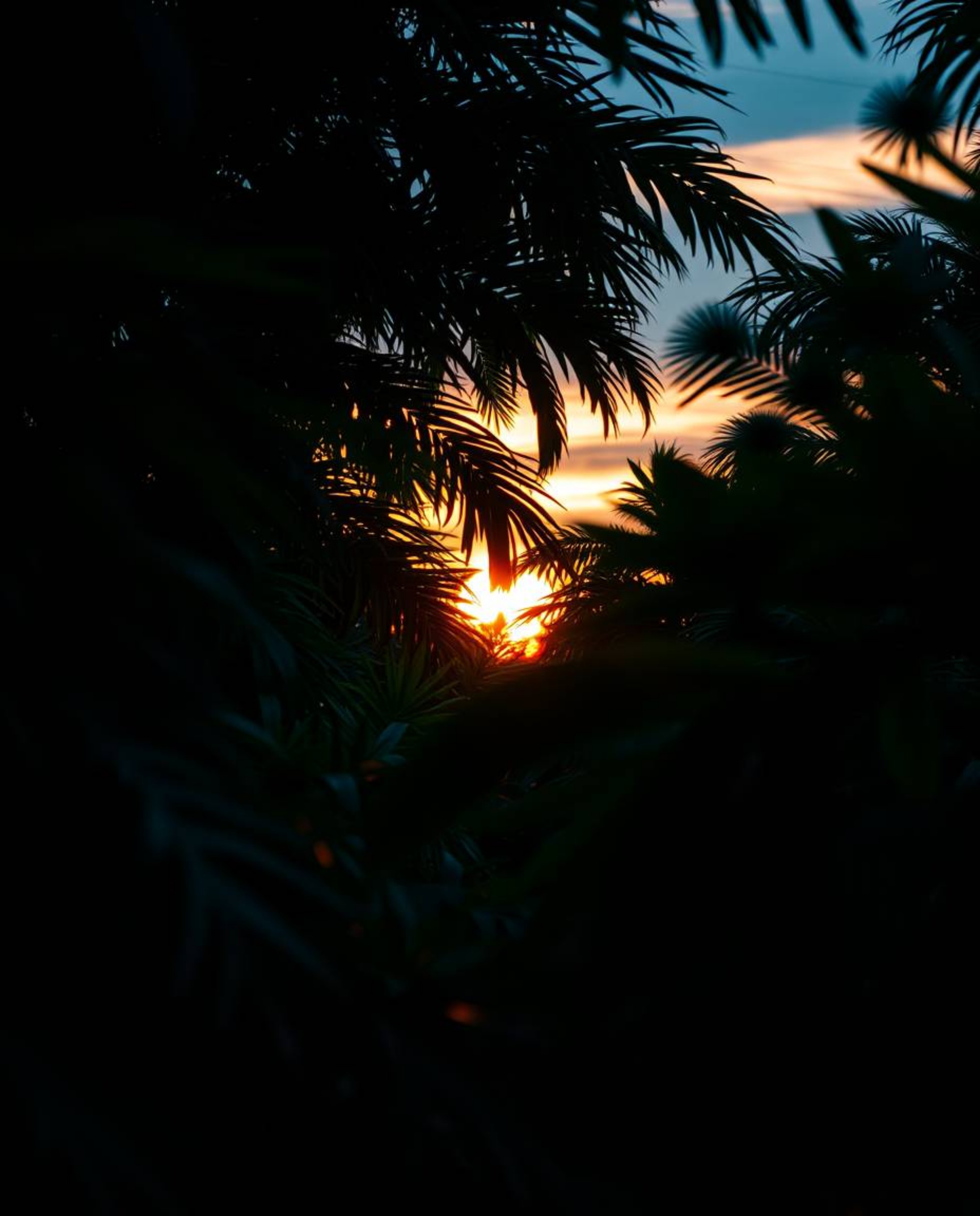A close-up shot showcases a sunset filtering through a dense jungle canopy, distinguished by its rich, deep teal tones. The d