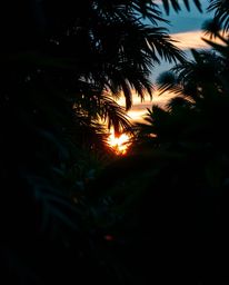 A close-up shot showcases a sunset filtering through a dense jungle canopy, distinguished by its rich, deep teal tones. The d
