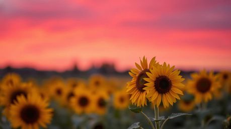 A captivating image showcasing a vibrant sunflower field bathed in the warm glow of a deep red and purple sunset.  The blurre