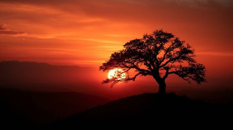 Witness a breathtaking lone tree silhouetted against a fiery sunset, intricately crafted in an origami style. The high-contra