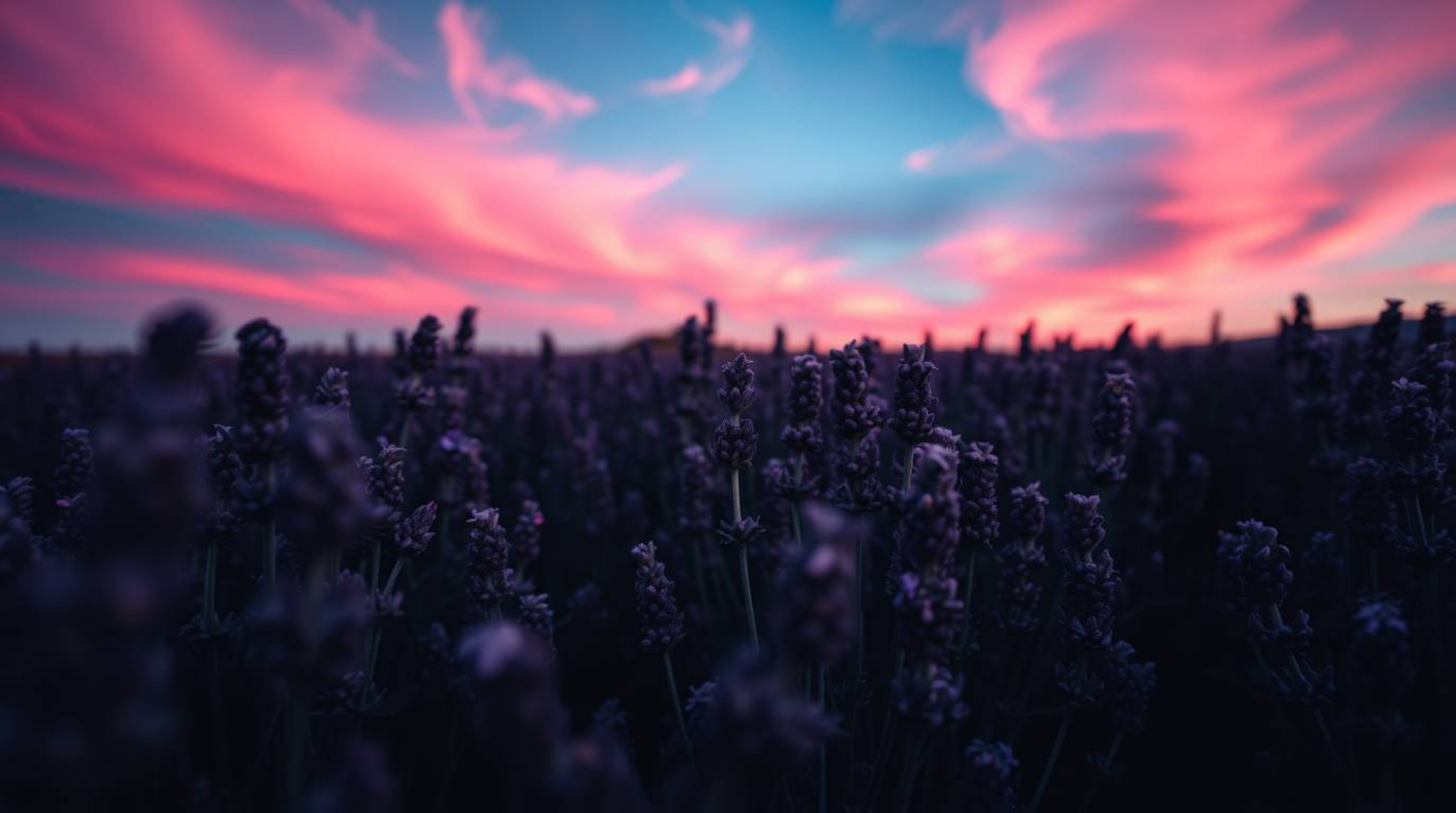A captivating close-up macro photograph featuring an intense jet black subject contrasted against lavender fields illuminated