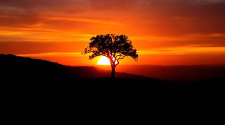 A captivating image of a lone tree silhouetted against a vibrant sunset on a hilltop.  The scene features a bioluminescent gl