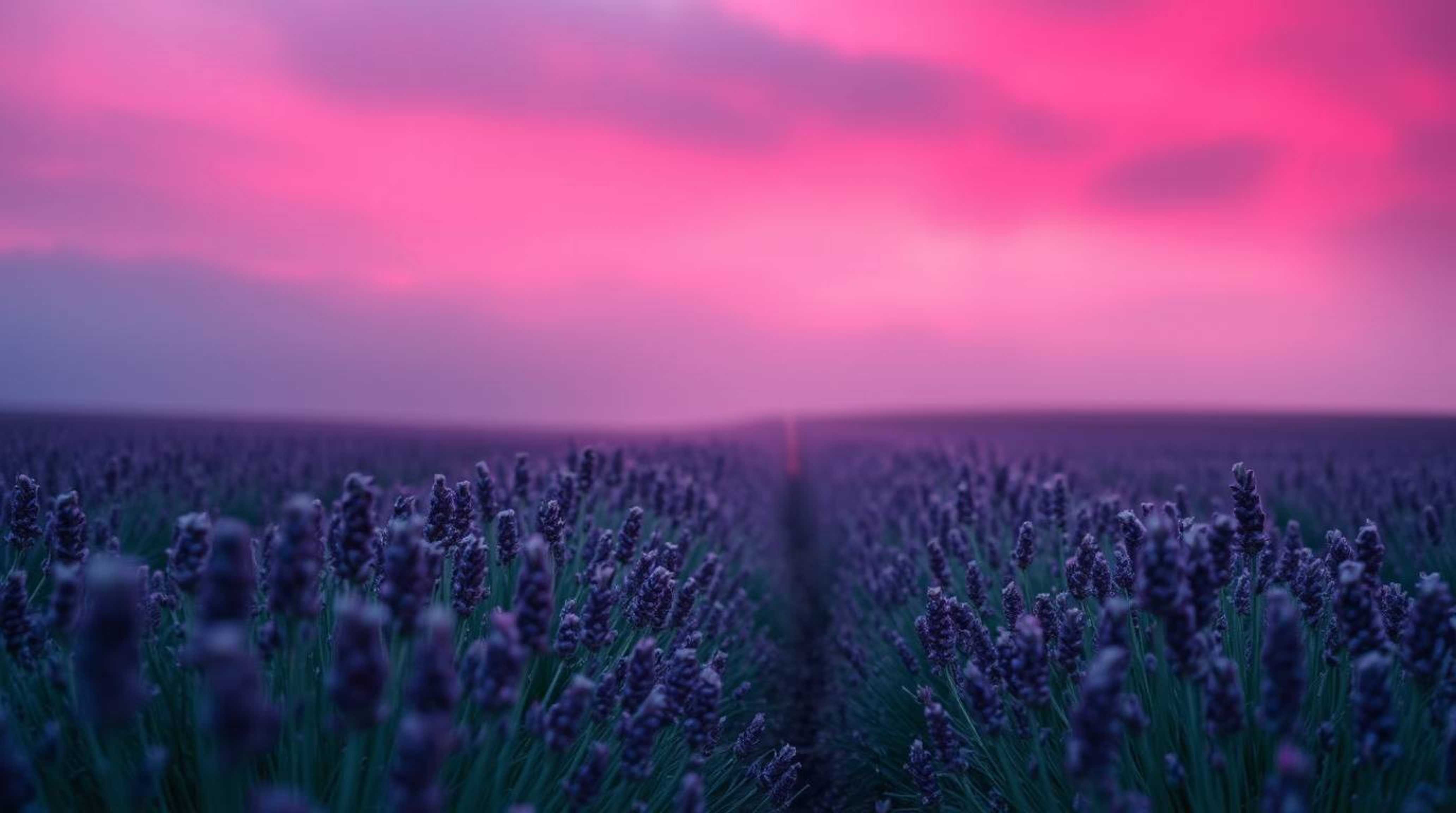Capture the essence of a dreamy scene with rich, deep teal hues highlighting lavender fields bathed in the soft glow of a dre