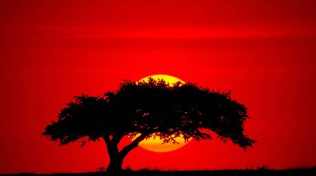 A captivating image of a lone tree silhouetted against a vibrant fiery sunset.  The warm, strong light casts dramatic shadows