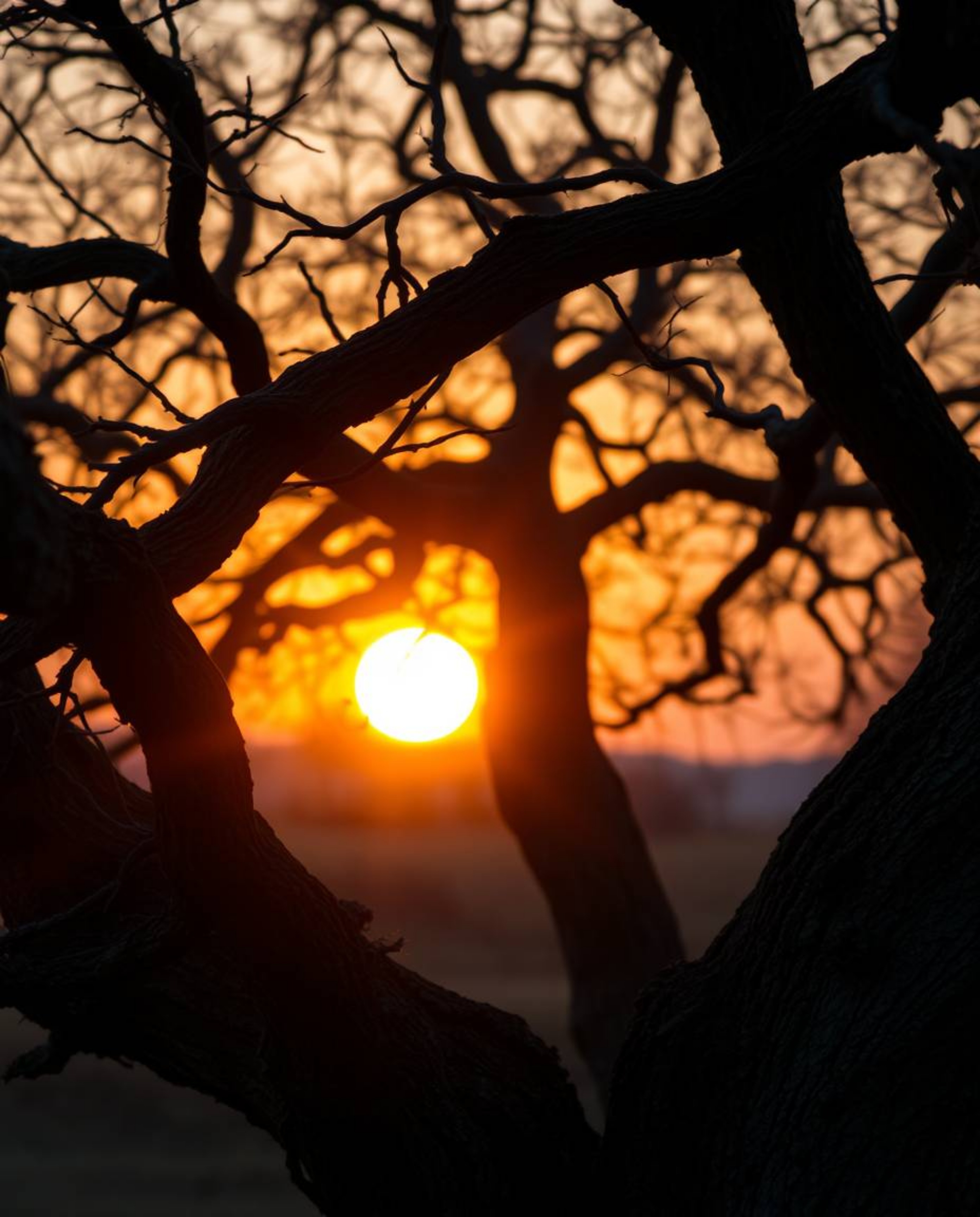 An extreme macro close-up fine art photograph captures a sunset behind an old oak tree with twisted branches. This profession