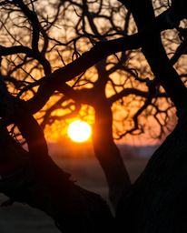 An extreme macro close-up fine art photograph captures a sunset behind an old oak tree with twisted branches. This profession