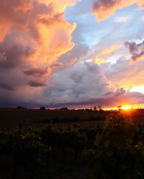 A high-resolution stock photo captures a dramatic sunset over a vineyard under intense weather conditions. The stormy skies a