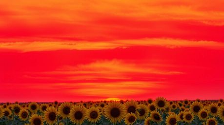 Experience the serene beauty of a sunflower field bathed in the warm hues of the golden hour, seamlessly transitioning into a