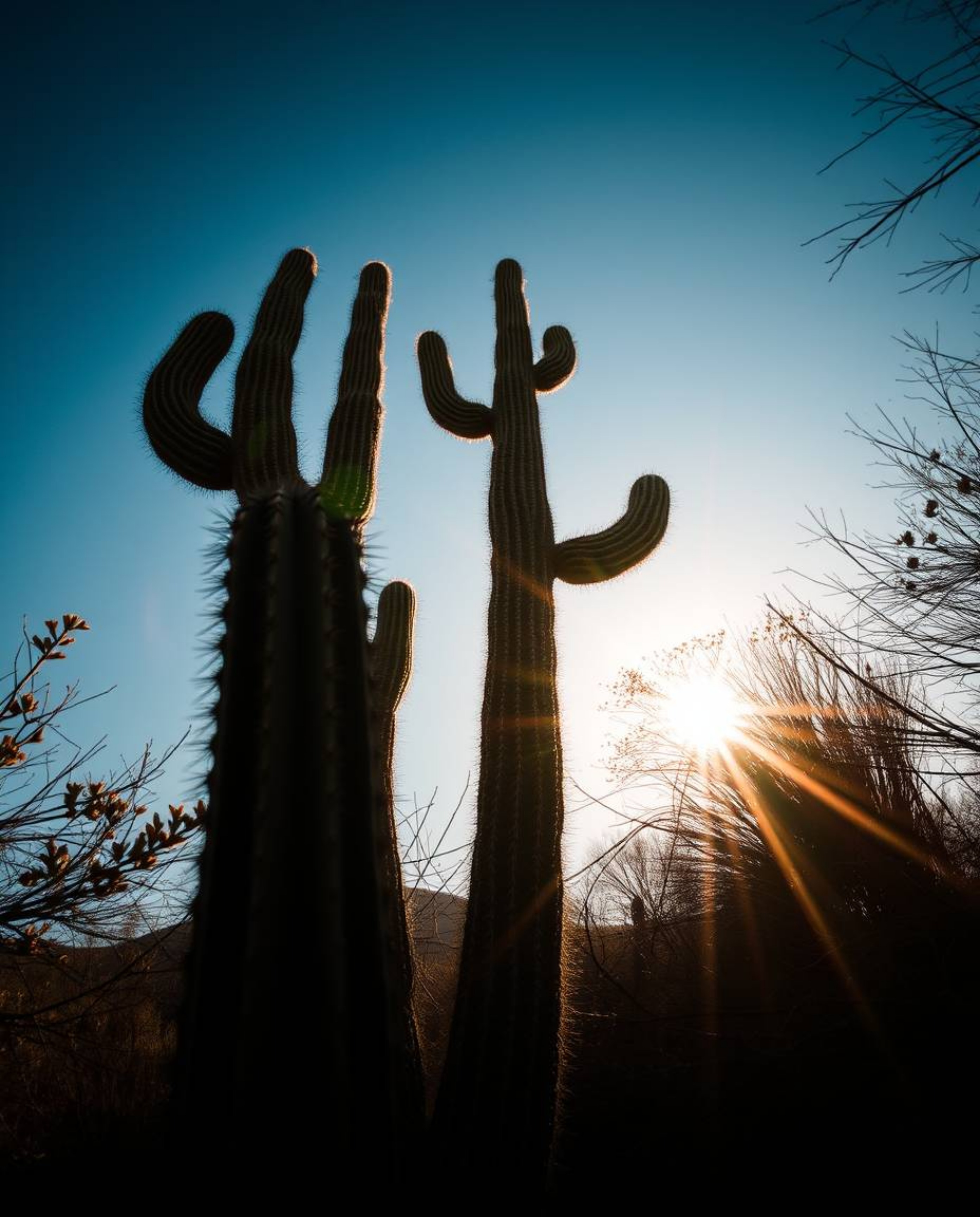 This image offers a compelling high-angle perspective, looking down upon a desert cactus as it glows in the last rays of the 
