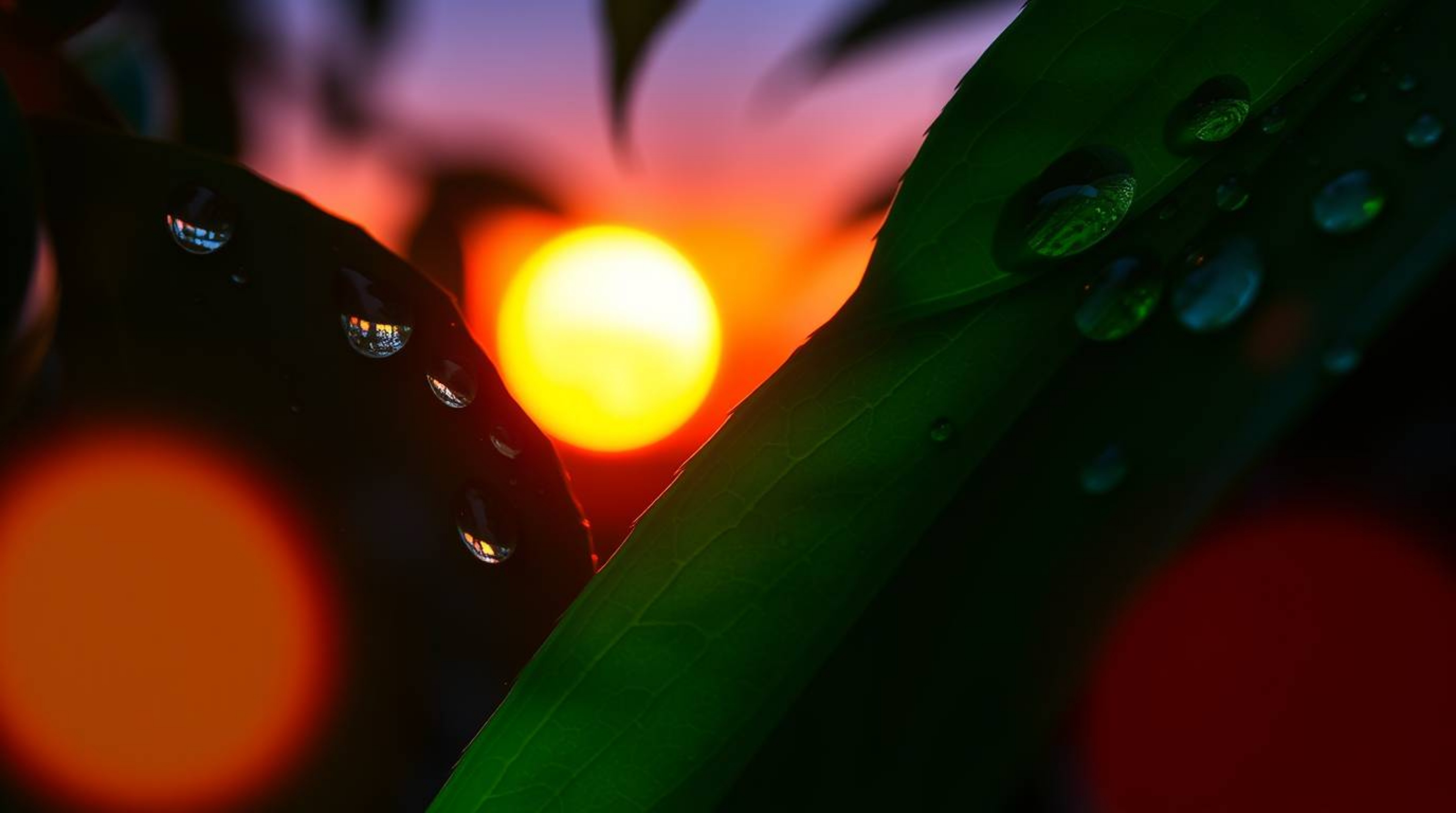 Capture the distinct split of a glowing bioluminescent sunset reflected in raindrops on leaves. This image showcases a vibran