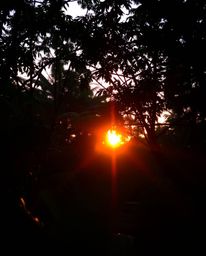 An adorable and charming sunset filters through a dense jungle canopy, bathed in the warm glow of golden hour light. The scen