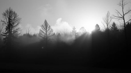 A classic black and white image captures the ethereal beauty of mist rising from a forest during the golden hour. The silhoue