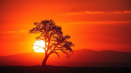 A lone tree silhouetted against a fiery sunset creates an epic and mystic scene, bathed in gentle color contrasts and a dream