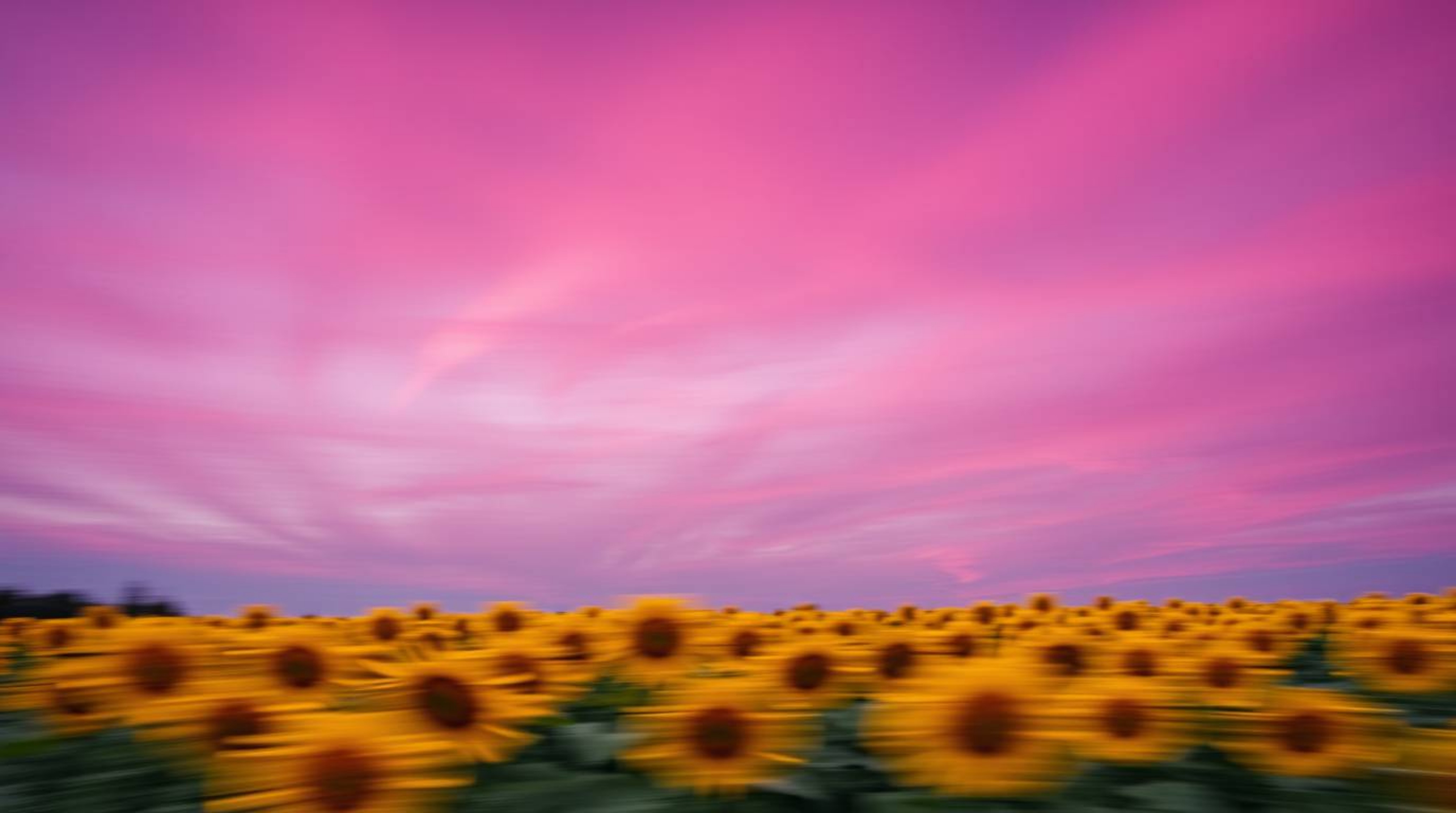 Experience the vibrant energy of a sunflower field bathed in the surreal glow of a deep red and purple sky. This dynamic artw
