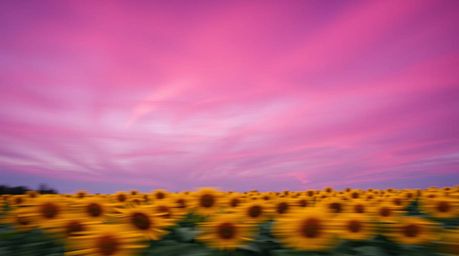 Experience the vibrant energy of a sunflower field bathed in the surreal glow of a deep red and purple sky. This dynamic artw