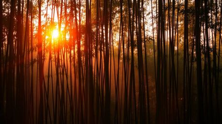 Immerse yourself in the serene beauty of a bamboo forest illuminated by the warm hues of a setting sun. This photograph captu