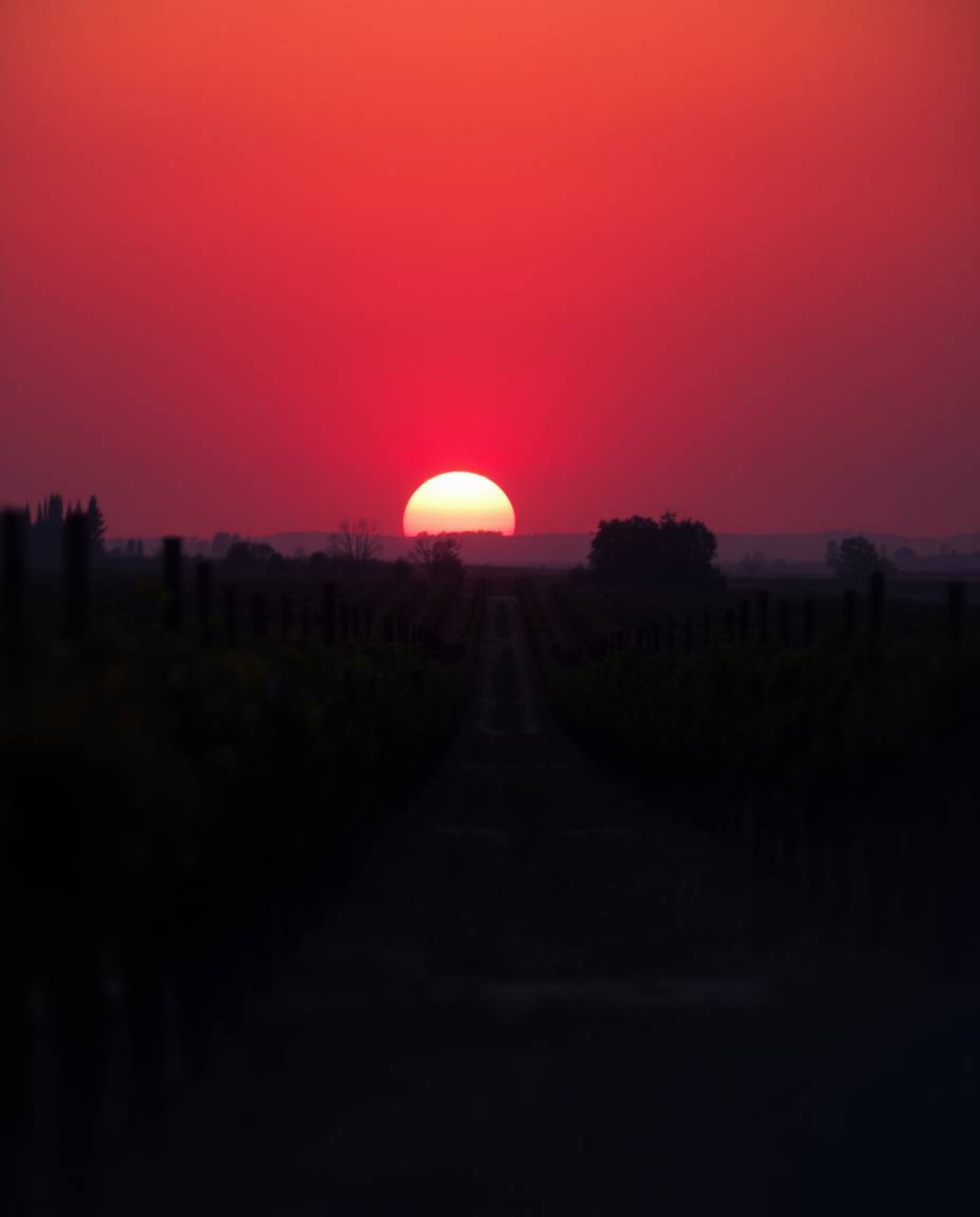 Draped in a soft cinematic haze, this image captures a sophisticated and elegant sunset over a vineyard. The sky melts into r