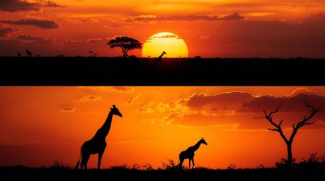 Witness a dreamlike sunset over the savanna, where silhouetted giraffes graze peacefully. This captivating scene is character