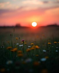 A stunning photograph of a sunset over a spring wildflower meadow, artistically rendered in a unique color palette of warm te