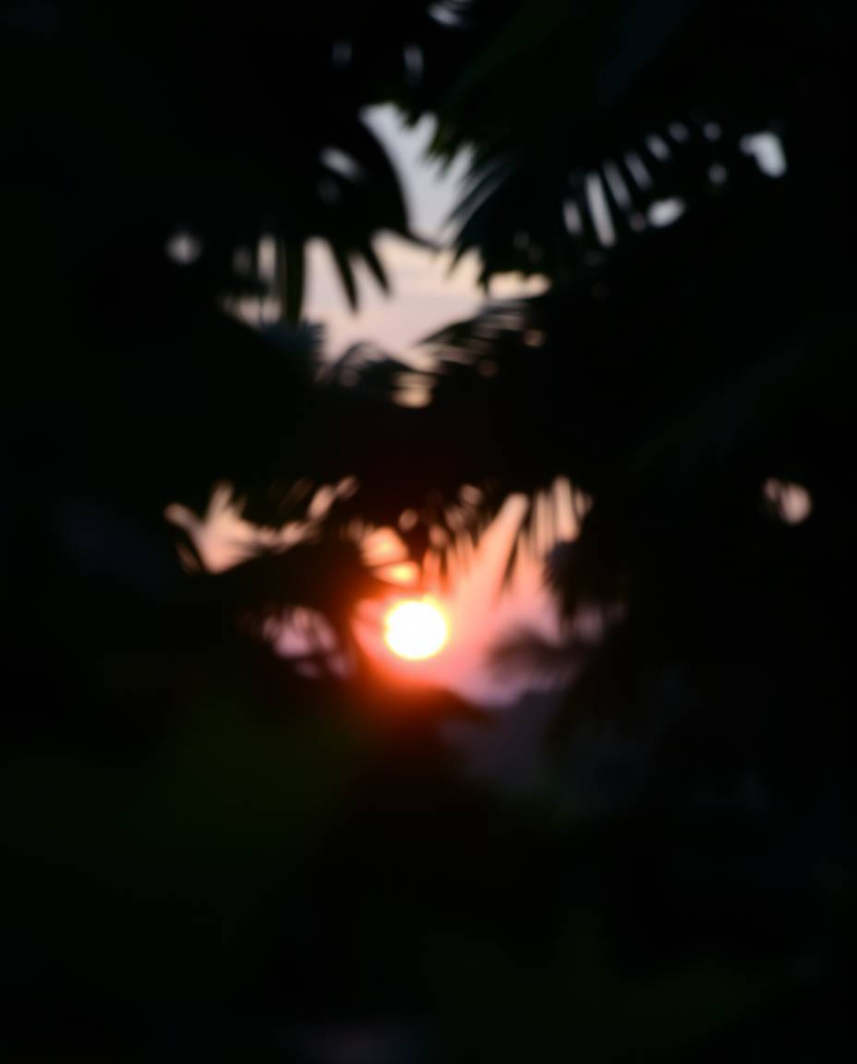 A photograph capturing a sunset through a dense jungle canopy under conditions of thick fog and low visibility. The image emp