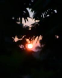 A photograph capturing a sunset through a dense jungle canopy under conditions of thick fog and low visibility. The image emp