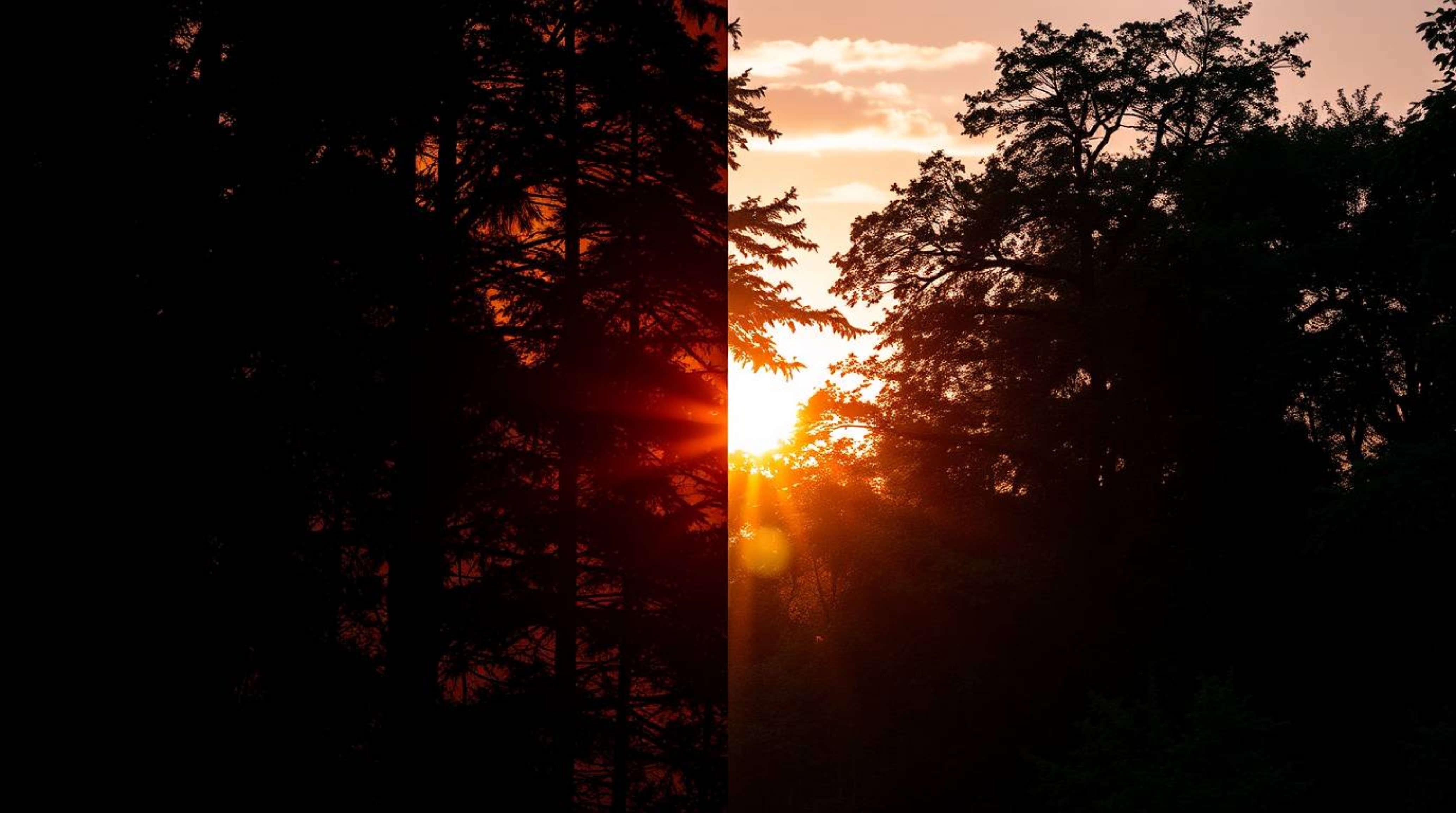 Experience the graceful elegance of a sunset filtering through a dense forest. This image presents a scene divided into disti