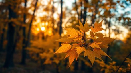 A stunning high-resolution image of an autumn forest bathed in the golden light of sunset.  Vibrant colors, a blurred bokeh e