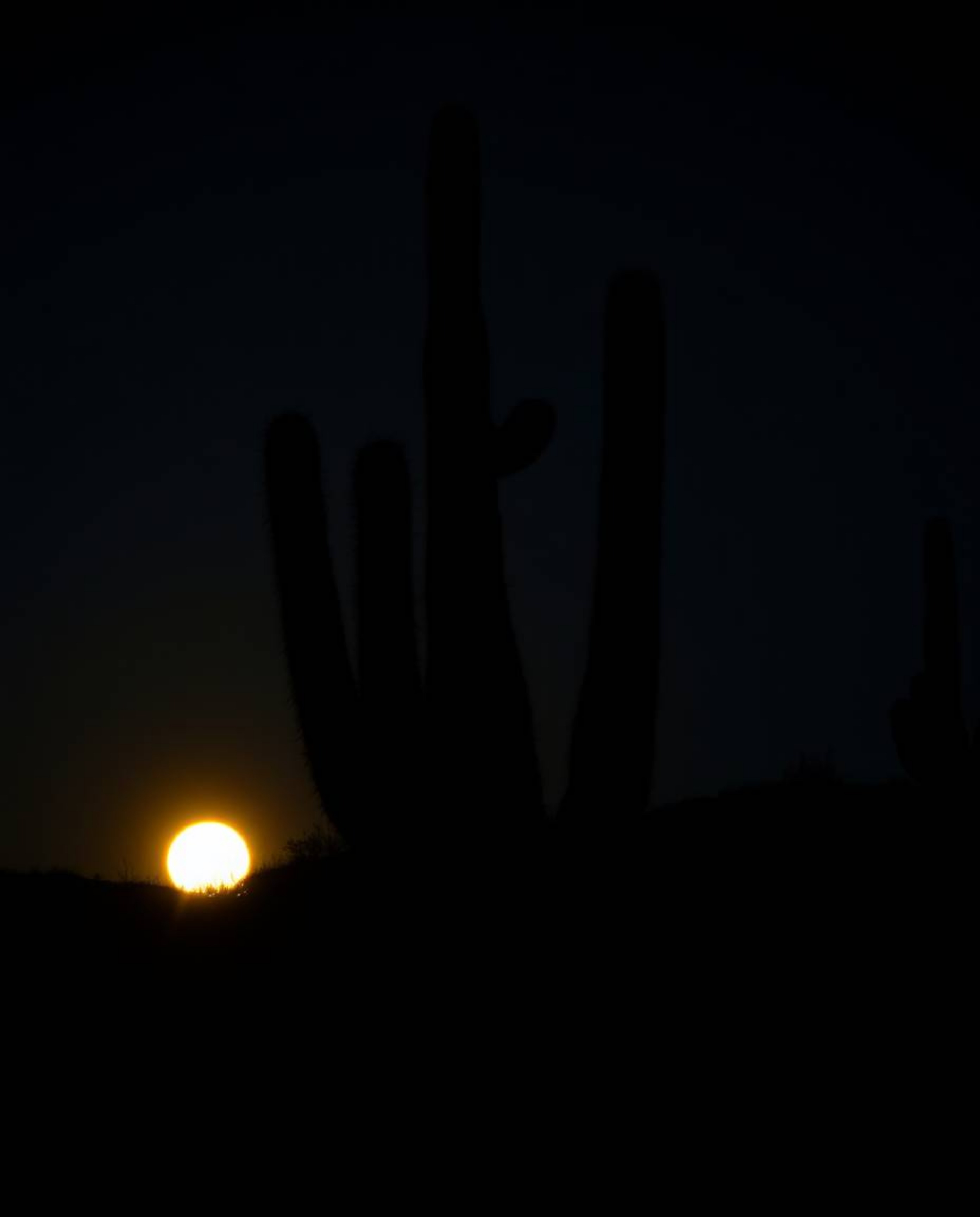 A moody, low-contrast image captures a desert cactus glowing softly in the last rays of the sun. This piece is rendered in a 