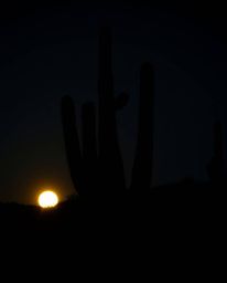 A moody, low-contrast image captures a desert cactus glowing softly in the last rays of the sun. This piece is rendered in a 
