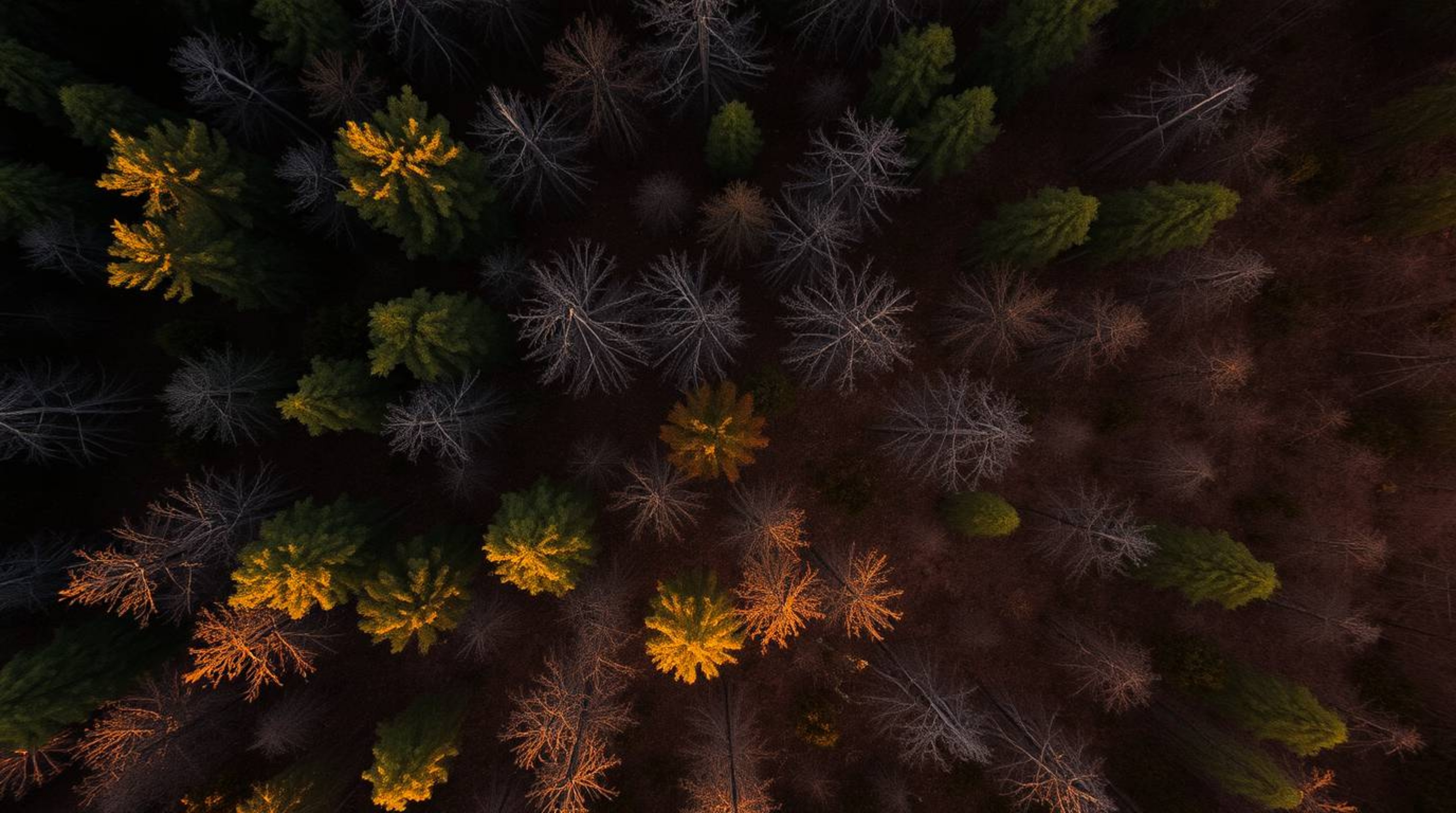 A stunning overhead shot captures the warm glow of sunset filtering through a dense forest canopy.  Muted browns and beiges c