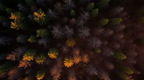 A stunning overhead shot captures the warm glow of sunset filtering through a dense forest canopy.  Muted browns and beiges c