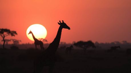 A collection of images depicting a soft cinematic haze and focus on a savanna sunset with silhouetted giraffes. Emphasizing a