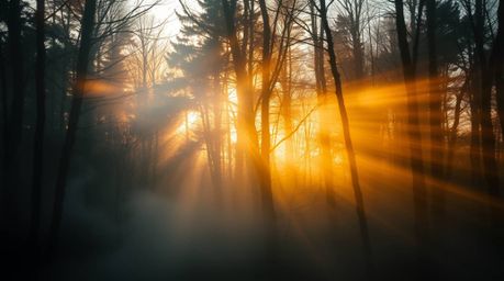 Experience an ethereal and spiritual vibe with this captivating light art, showcasing mist rising from a forest during the go