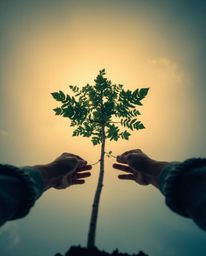 A captivating high-angle shot depicts hands gently planting a tree beneath a breathtaking golden sky.  The image features a c