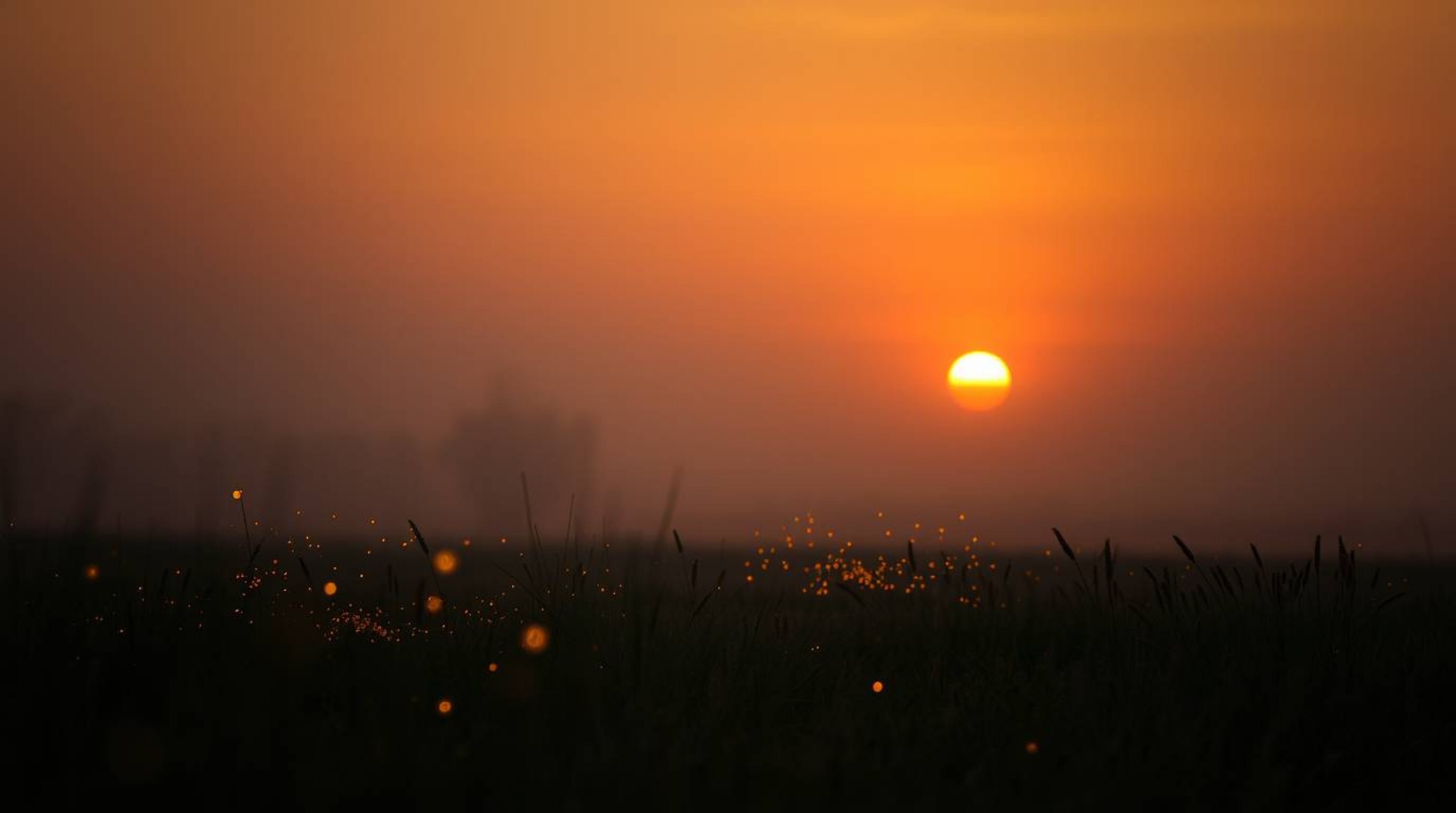 A breathtaking image captures a dreamy, hazy sunset over a tranquil meadow, where fireflies begin to glimmer.  Intense, drama