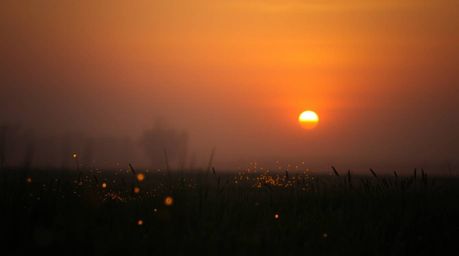 A breathtaking image captures a dreamy, hazy sunset over a tranquil meadow, where fireflies begin to glimmer.  Intense, drama