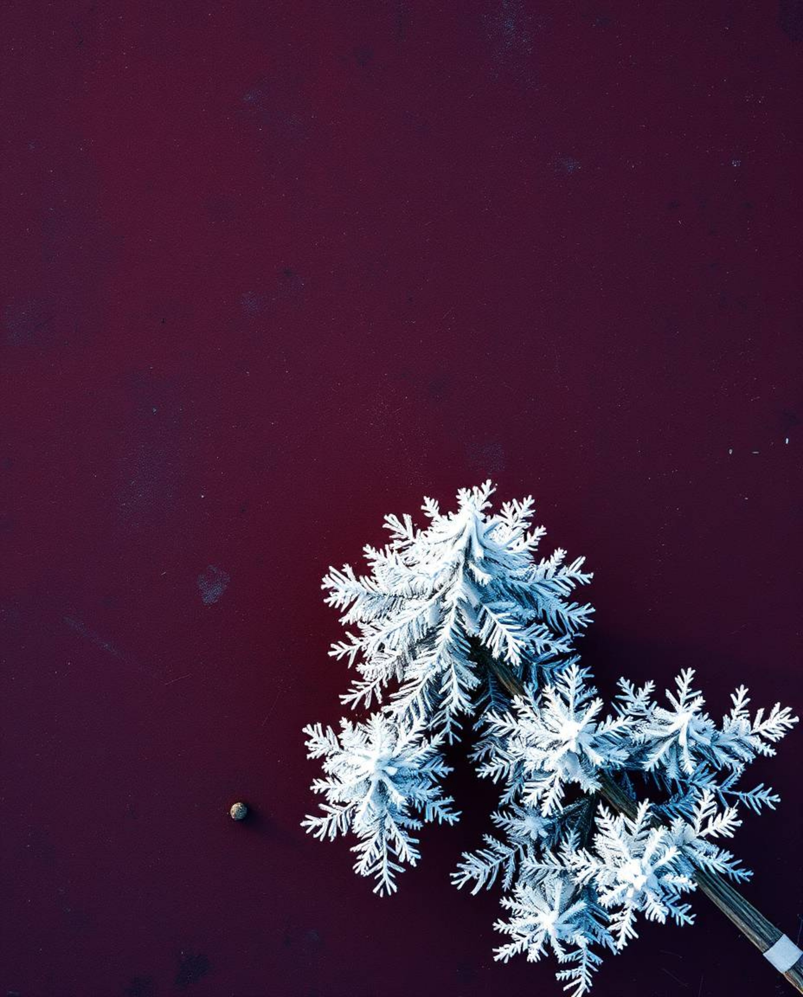 An overhead bird’s eye view photograph captures the sophisticated and elegant scene of sunset light sparkling on snowy pine t