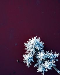 An overhead bird’s eye view photograph captures the sophisticated and elegant scene of sunset light sparkling on snowy pine t